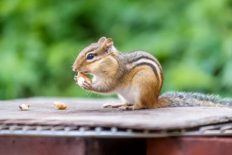 Chipmunk Control: Strategies for a Chipmunk-Free Yard